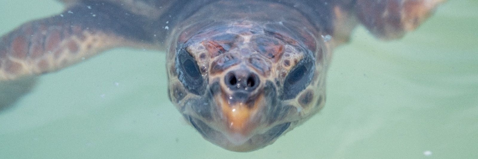 Fra🌻🐺🐢 banner