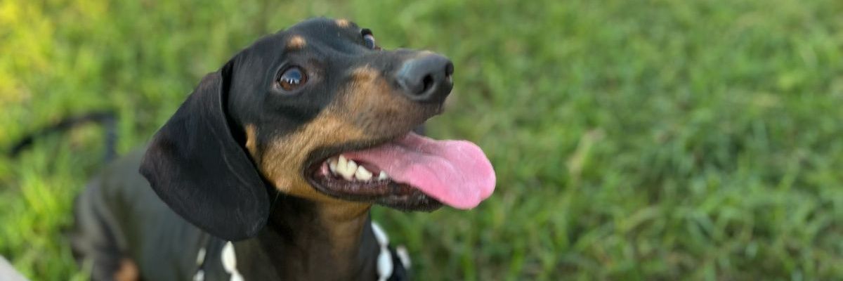 mabytozzi02's profile banner image