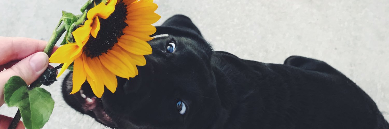 brookeh93's profile banner image