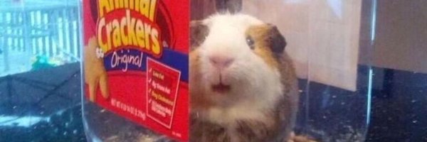 DazaghOfficial Profile Banner