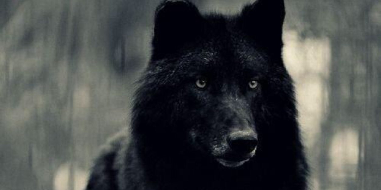 Le loup banner