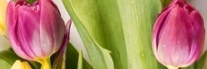 vincoperatoru's profile banner image