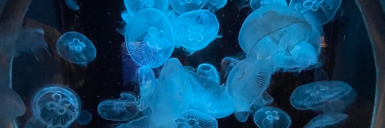 JerryFish_dp's profile banner image