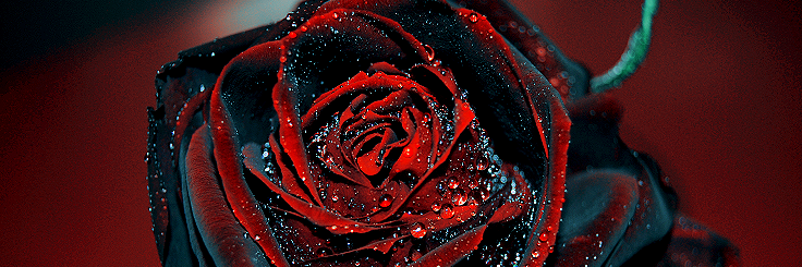 baldwin_bm's profile banner image