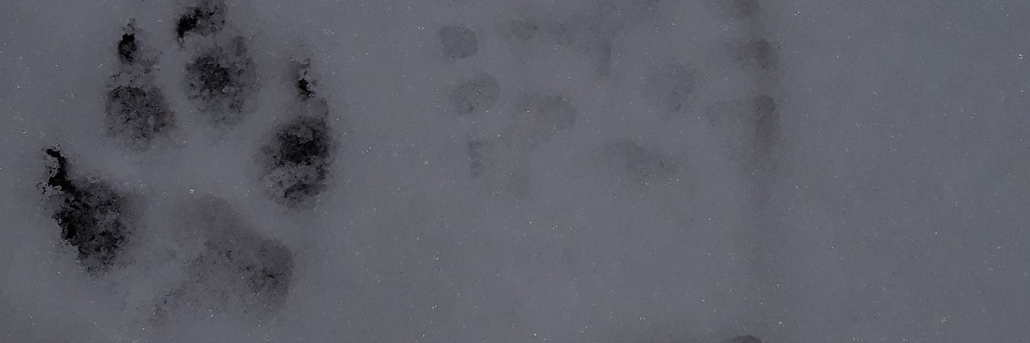 PirlaSaggezza's profile banner image