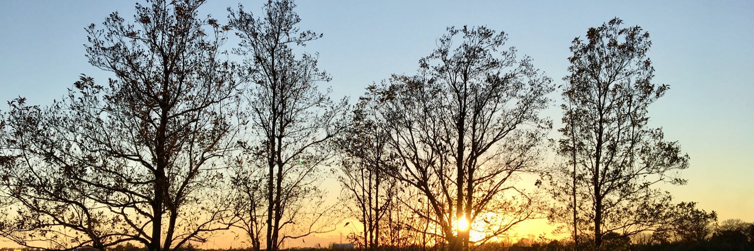 ハラ(Quantum) banner