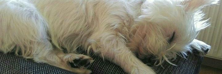 Martarl_'s profile banner image