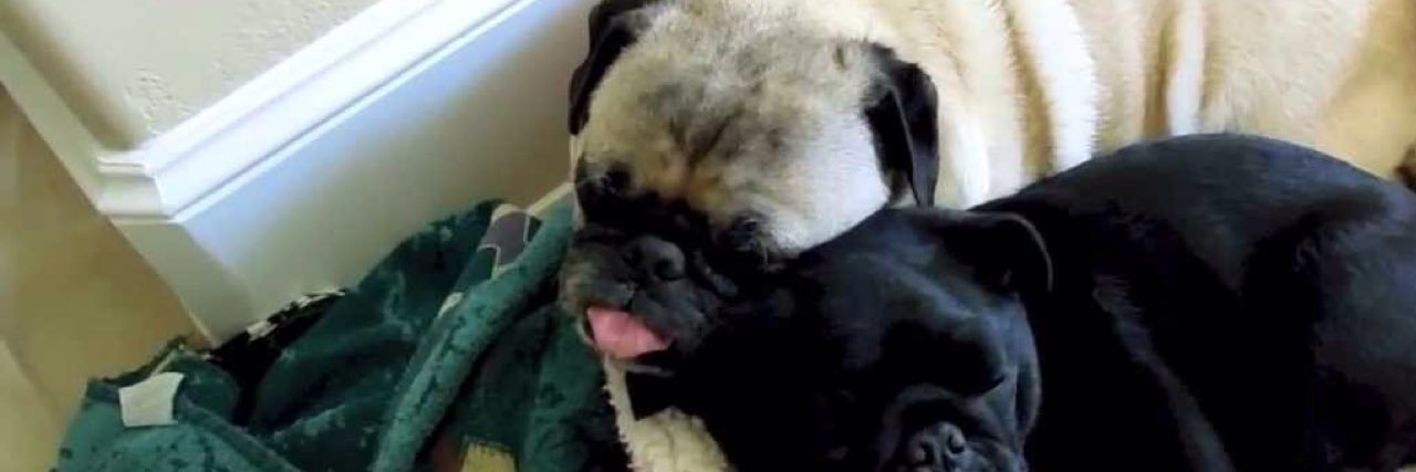 pugs_bot's profile banner image