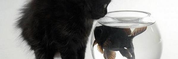 Tmilicina's profile banner image