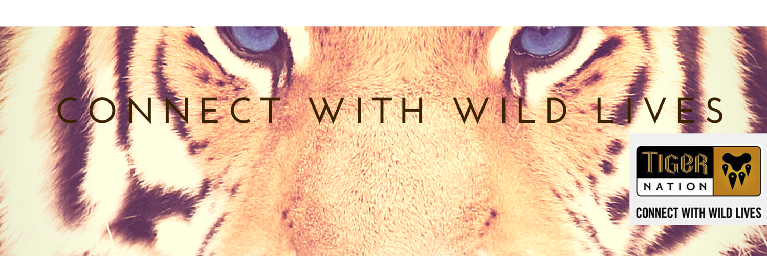 Tiger Nation banner