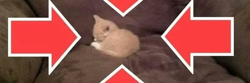 😼 banner