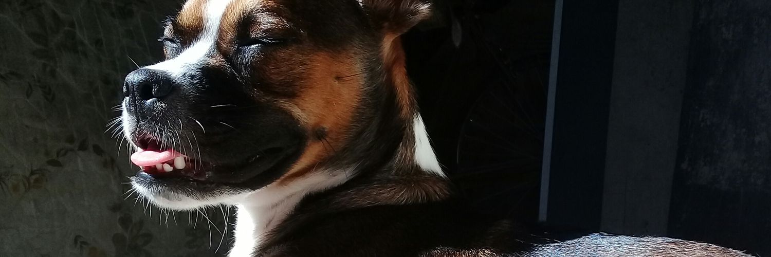 urzev's profile banner image