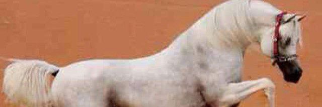 نبأ الهدهد banner