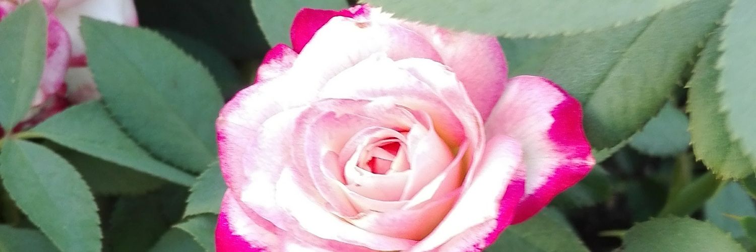 hatihathi's profile banner image