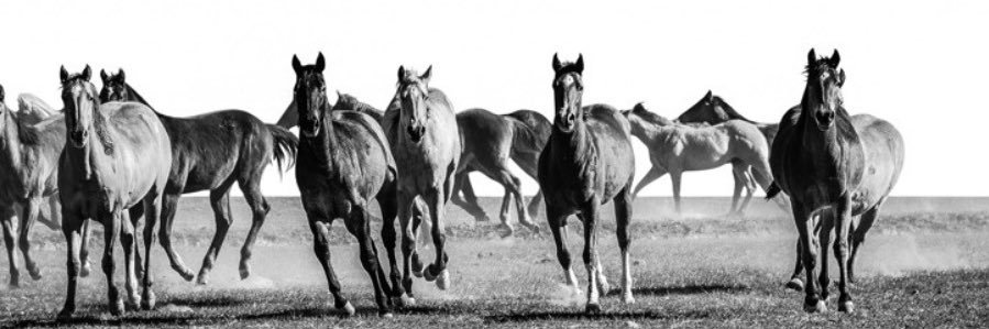 Little Wolf 🇺🇸 banner