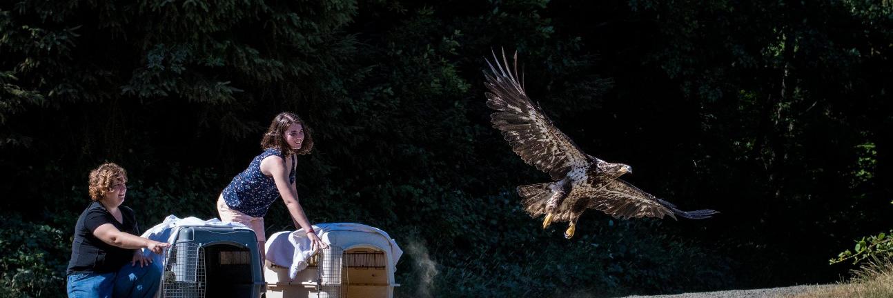 Chintimini Wildlife banner