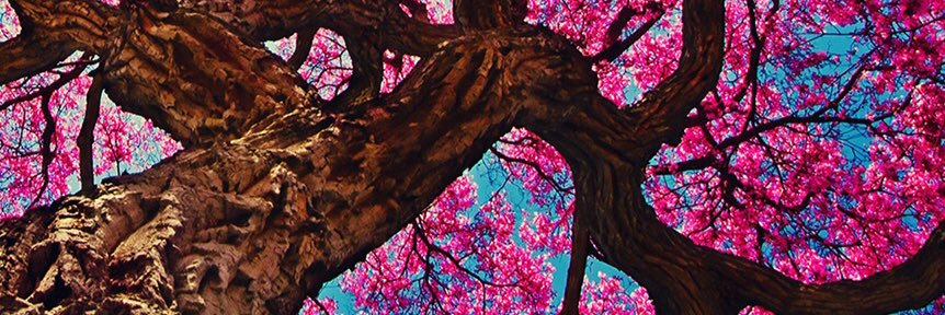 MazzaLote's profile banner image
