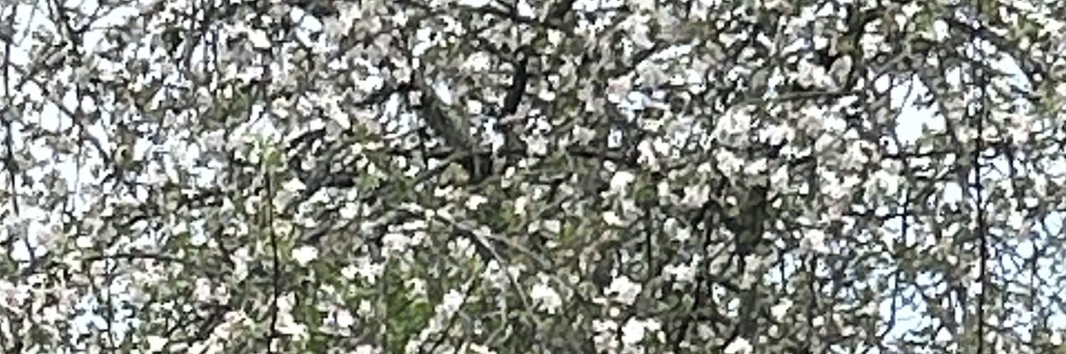 TTurbyfield's profile banner image