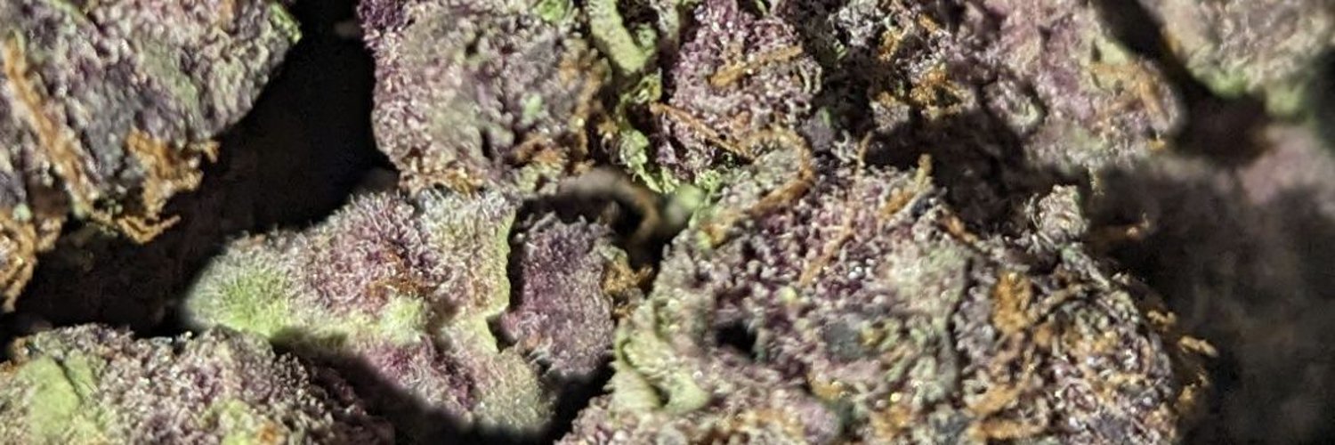 terpfondler's profile banner image