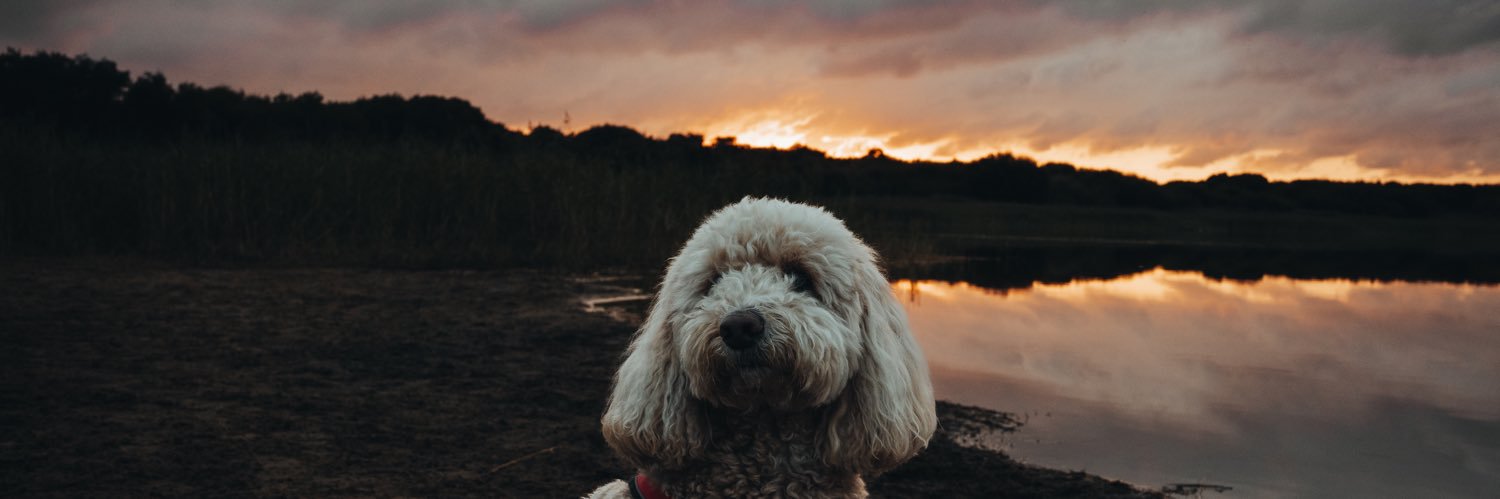 grace shepherd banner