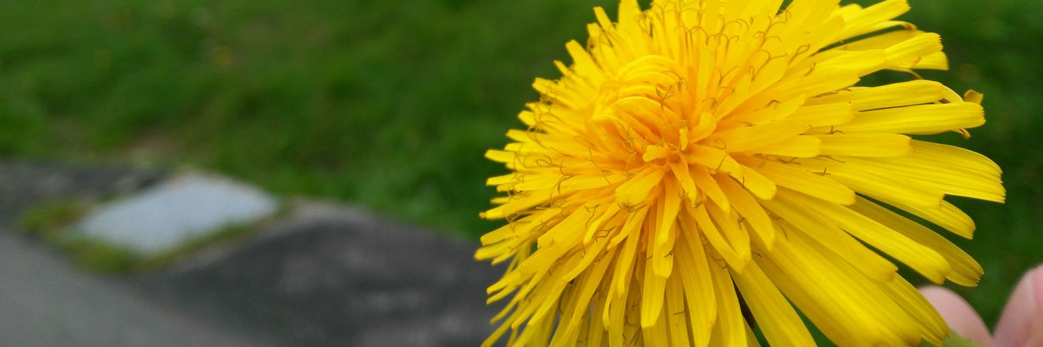 bertapofe's profile banner image