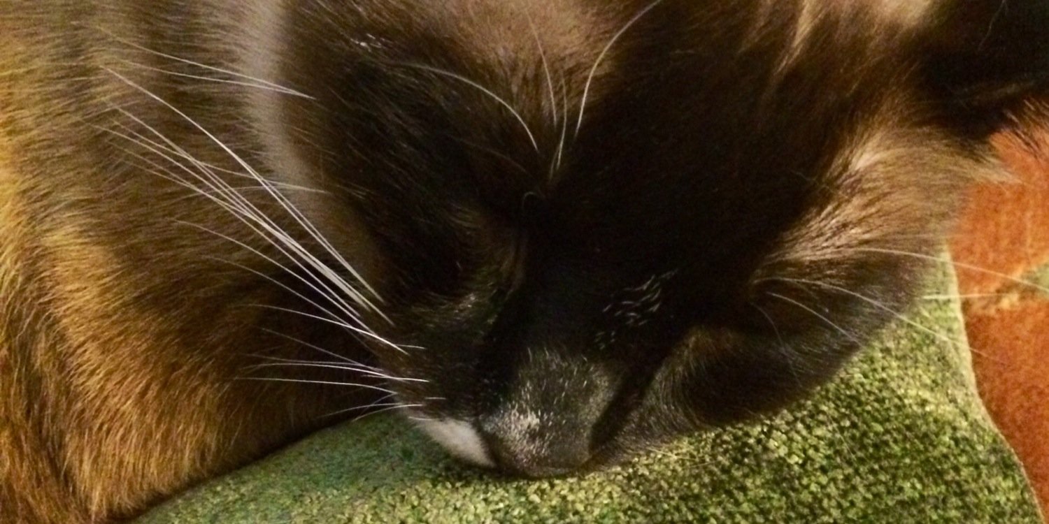 SnugggleBugggle's profile banner image
