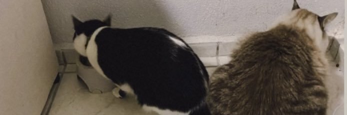 oliveirathaina_'s profile banner image