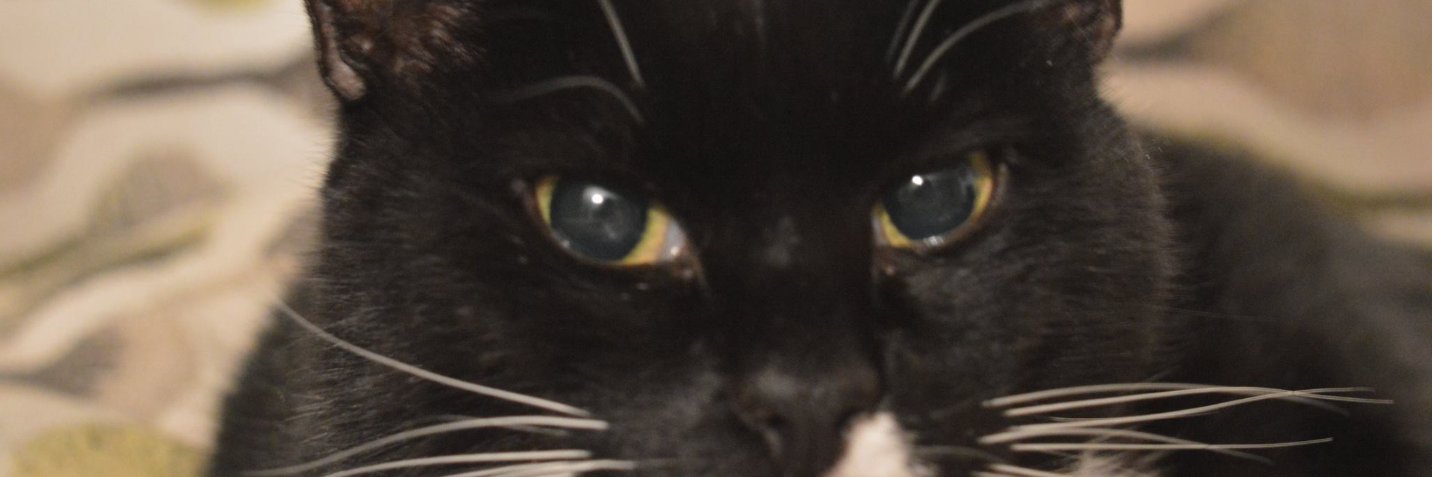 ParalysedP's profile banner image