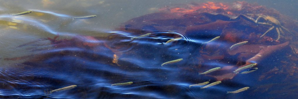 ProtectOurShore banner