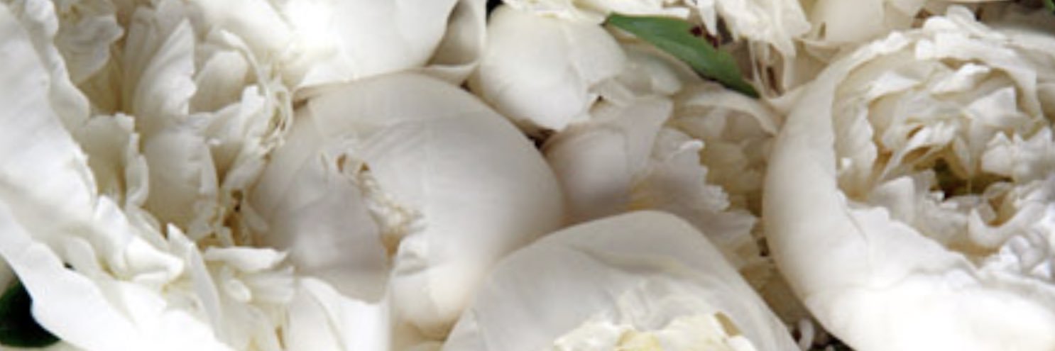 corrinarock's profile banner image