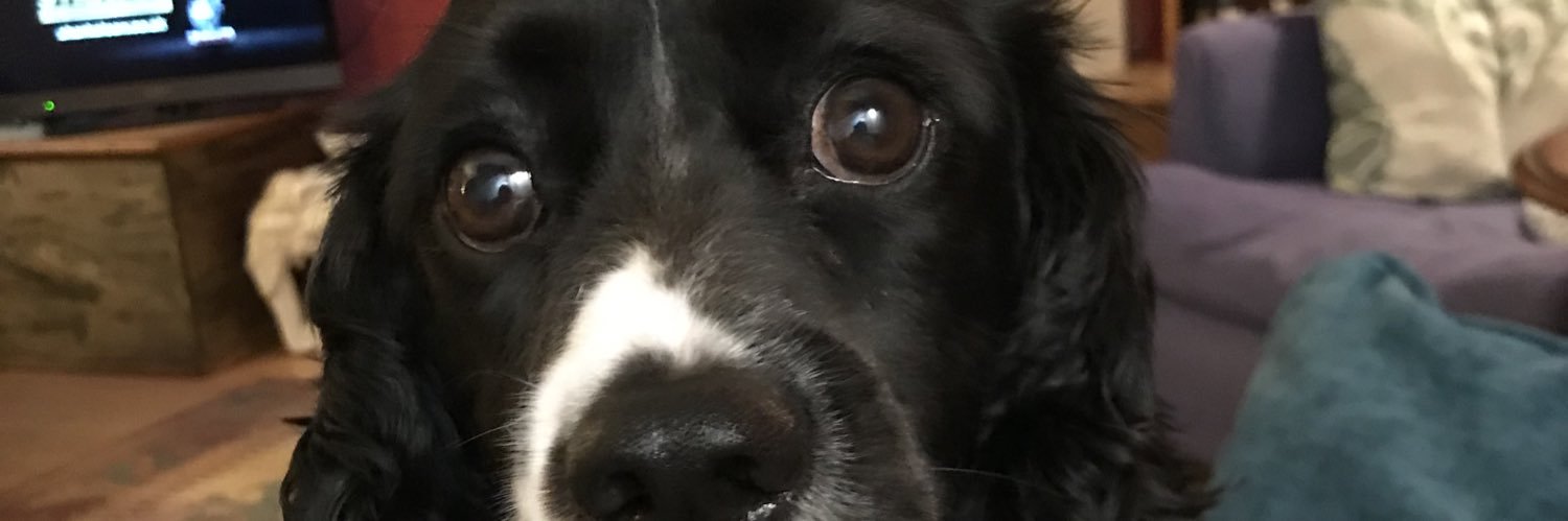 Felicity 🇪🇺🇺🇦 banner