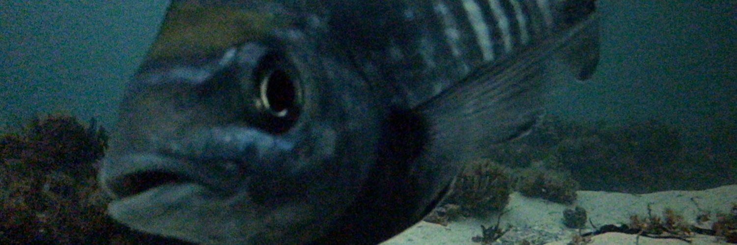 Nina Faure Beaulieu banner