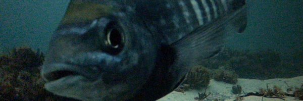 ninzyfb Profile Banner