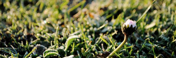 kijfish Profile Banner