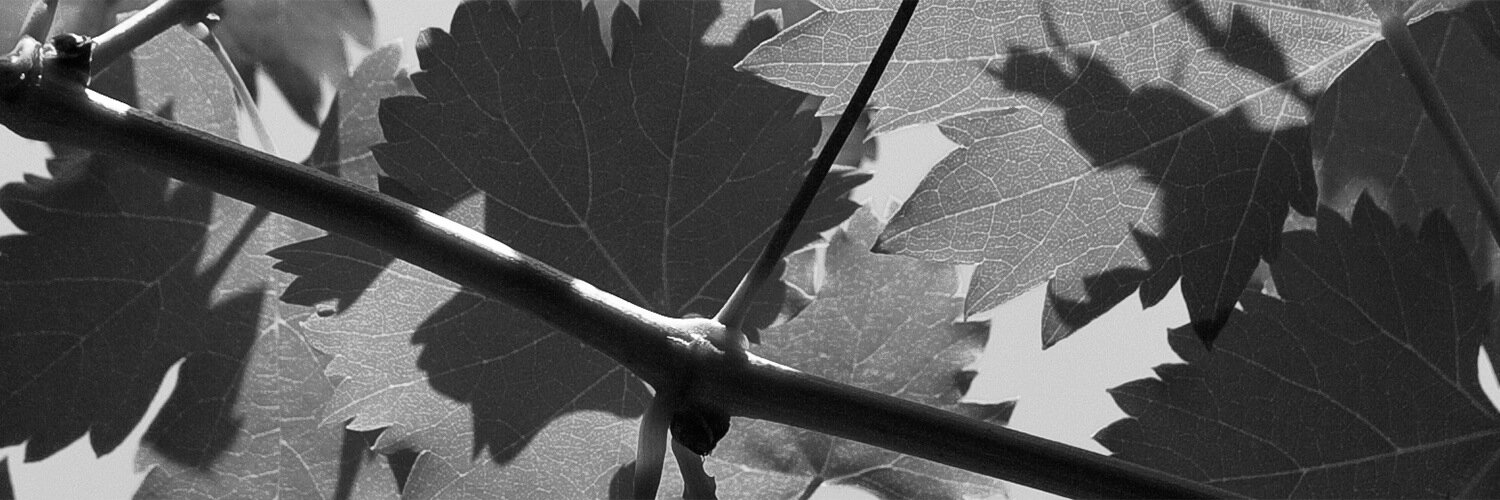 fly_dervish's profile banner image