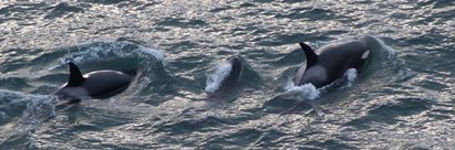 Cindi - Be KIND 🌊✌🏼🇺🇸🌎🇺🇦✊🏾🏳️‍🌈☮️🟧🟦 banner