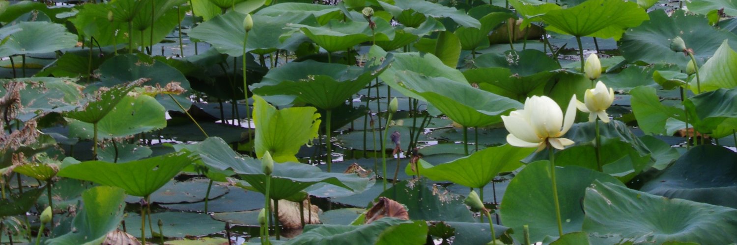 𝑃𝑒𝑡𝑒𝑟 𝐷𝑢ℎ, 𝐸𝐴, 𝐶𝐴𝐴 banner