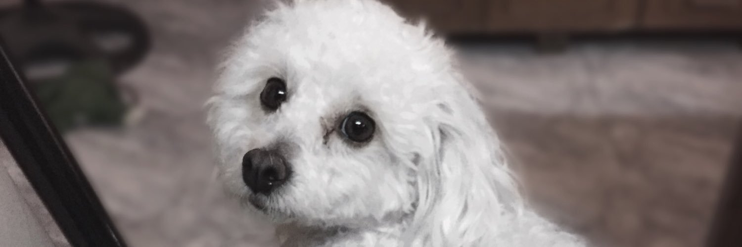 Luli banner