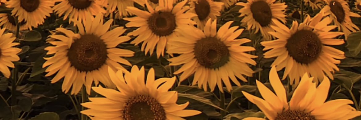 Datssy's profile banner image
