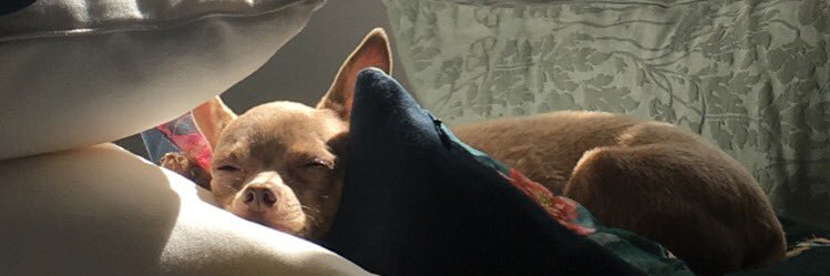 alielvkat's profile banner image