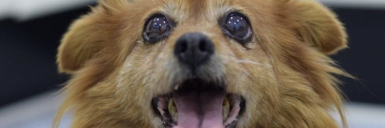 chipmunkii28's profile banner image