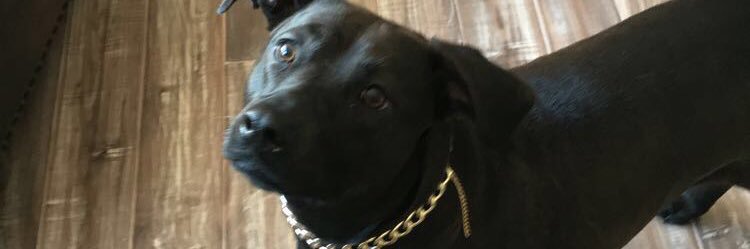 PayneLiotta's profile banner image