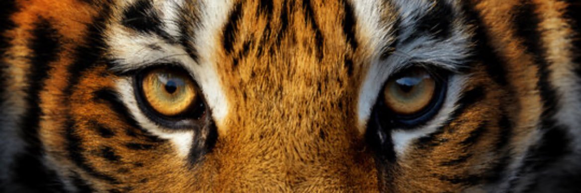 ForeverTabara's profile banner image