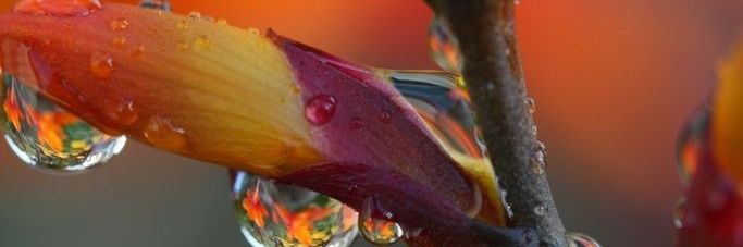 MAMOUN KHATEEB banner