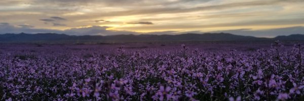 OstrichHunter Profile Banner