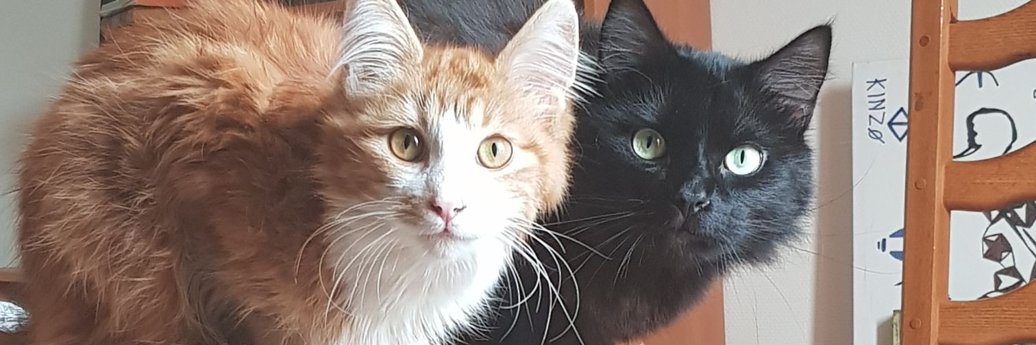 nSnawk's profile banner image