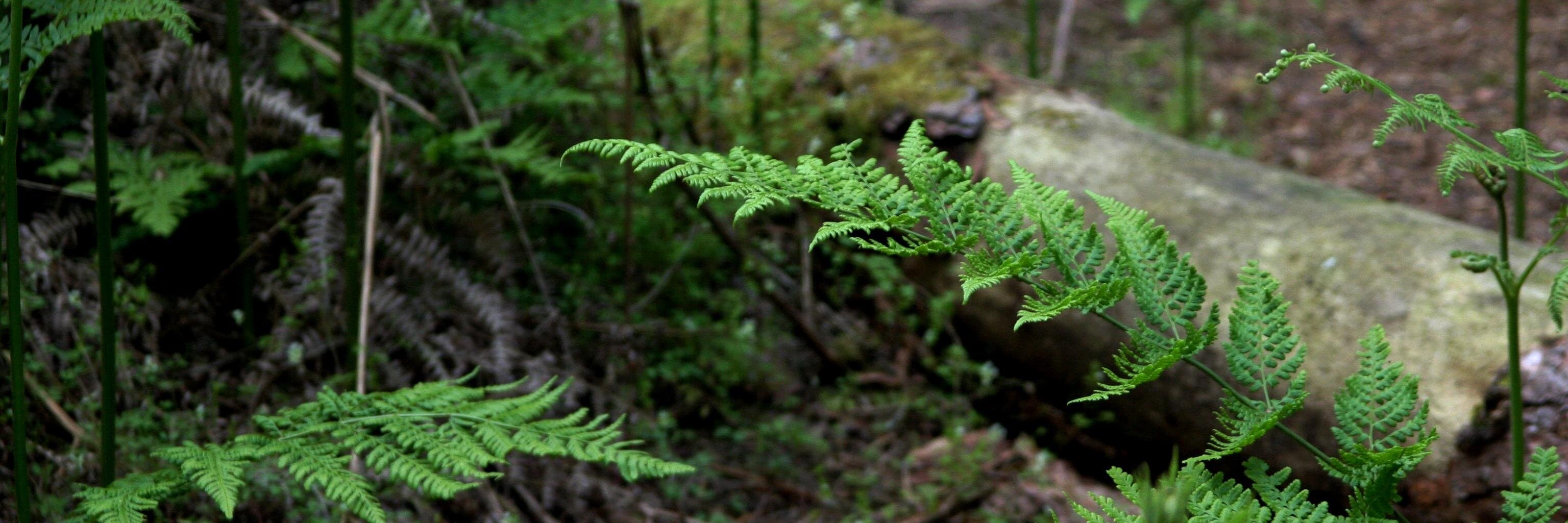 NatureMegan's profile banner image
