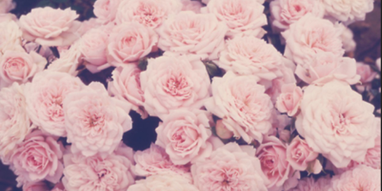 Emma_Watsonxx's profile banner image