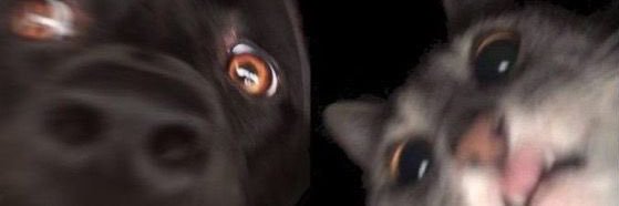 sunlight_belike's profile banner image