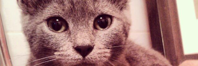 Kateospotatos's profile banner image
